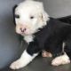 Old English Sheepdog Puppies for sale in Canton, OH, USA. price: NA