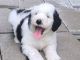 Old English Sheepdog Puppies for sale in Canton, OH, USA. price: $1,499