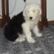 Old English Sheepdog Puppies for sale in Nashville, TN 37246, USA. price: NA