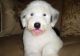 Old English Sheepdog Puppies for sale in Los Angeles, CA, USA. price: NA
