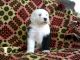 Old English Sheepdog Puppies for sale in New York, NY, USA. price: NA