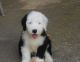 Old English Sheepdog Puppies for sale in Miami, FL, USA. price: NA