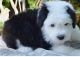 Old English Sheepdog Puppies for sale in Chicago, IL, USA. price: $600