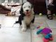 Old English Sheepdog Puppies for sale in NJ-3, Clifton, NJ, USA. price: NA