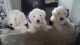 Old English Sheepdog Puppies for sale in San Francisco, CA 94133, USA. price: NA