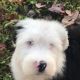 Old English Sheepdog Puppies for sale in Canton, OH, USA. price: $850