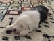 Old English Sheepdog Puppies for sale in Linden, MI 48451, USA. price: NA