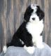 Old English Sheepdog Puppies for sale in St. Louis, MO, USA. price: NA