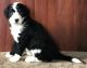 Old English Sheepdog Puppies for sale in Houston, TX, USA. price: NA