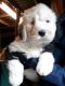 Old English Sheepdog Puppies for sale in Los Andes St, Lake Forest, CA 92630, USA. price: NA