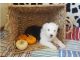Old English Sheepdog Puppies for sale in Austin, TX, USA. price: NA