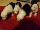 Old English Sheepdog Puppies for sale in Akron, OH, USA. price: $850