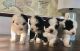 Old English Sheepdog Puppies for sale in Denver, CO, USA. price: NA