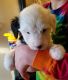 Old English Sheepdog Puppies for sale in Akron, OH, USA. price: $800