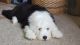 Old English Sheepdog Puppies for sale in Seattle, WA, USA. price: NA
