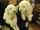 Old English Sheepdog Puppies for sale in Detroit, MI, USA. price: NA