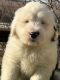 Old English Sheepdog Puppies for sale in California St, San Francisco, CA, USA. price: NA