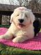 Old English Sheepdog Puppies for sale in Phoenix Country Club, Phoenix, AZ, USA. price: NA