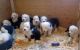 Old English Sheepdog Puppies for sale in Dallas, TX, USA. price: NA