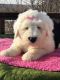 Old English Sheepdog Puppies for sale in Columbus, OH, USA. price: NA