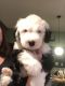 Old English Sheepdog Puppies for sale in Mesick, MI 49668, USA. price: $1,000