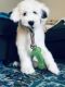 Old English Sheepdog Puppies for sale in Tucson, AZ, USA. price: $800
