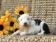 Old English Sheepdog Puppies for sale in Riverside, CA, USA. price: NA