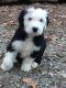 Old English Sheepdog Puppies for sale in Gosport, IN 47433, USA. price: NA