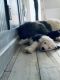 Old English Sheepdog Puppies for sale in Queen Creek, AZ, USA. price: NA