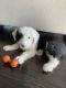 Old English Sheepdog Puppies for sale in Frisco, TX, USA. price: $2,000