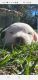 Old English Sheepdog Puppies for sale in Englewood, FL, USA. price: $950