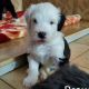 Old English Sheepdog Puppies for sale in Colorado Springs, CO 80916, USA. price: $700