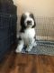 Old English Sheepdog Puppies for sale in Riverside, CA 92503, USA. price: NA