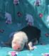Old English Sheepdog Puppies for sale in Hardy, VA 24101, USA. price: $1,400