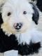 Old English Sheepdog Puppies for sale in Lewisville, TX, USA. price: $1,500