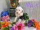 Old English Sheepdog Puppies for sale in Cherry Hill, NJ, USA. price: NA