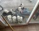 Old English Sheepdog Puppies