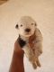 Old English Sheepdog Puppies for sale in Victorville, CA, USA. price: $1,300