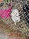 Old English Terrier Puppies for sale in Lincoln Acres, CA 91950, USA. price: $100