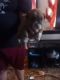 Olde English Bulldogge Puppies for sale in Belen, NM 87002, USA. price: $1,200