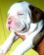 Olde English Bulldogge Puppies for sale in Bay Shore, NY, USA. price: $2,000