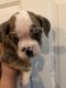Olde English Bulldogge Puppies for sale in Belleville, MI 48111, USA. price: NA