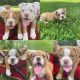 Olde English Bulldogge Puppies for sale in Odenville, AL 35120, USA. price: NA