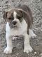 Olde English Bulldogge Puppies for sale in Wise County, TX, USA. price: NA