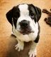 Olde English Bulldogge Puppies for sale in Midland, TX 79703, USA. price: NA
