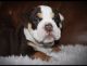 Olde English Bulldogge Puppies for sale in New Haven, MI 48048, USA. price: $1,800