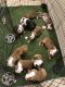 Olde English Bulldogge Puppies