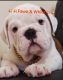 Olde English Bulldogge Puppies for sale in Far North Dallas, Dallas, TX, USA. price: NA