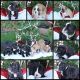 Olde English Bulldogge Puppies for sale in McPherson, KS 67460, USA. price: NA