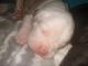 Olde English Bulldogge Puppies for sale in Troy, NH, USA. price: NA